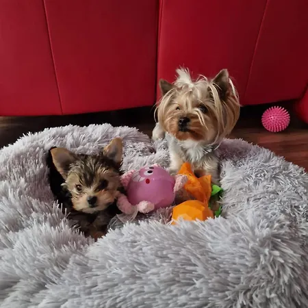 דירה Reymonta Przy Morzu